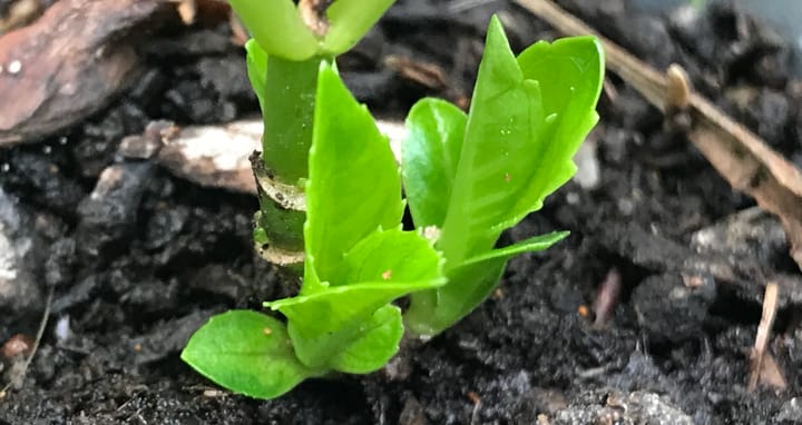 Green shoots sprout from a hydrangea cutting.